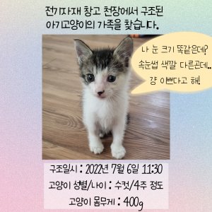 강아지 고양이 분양