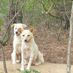 강아지 고양이 분양