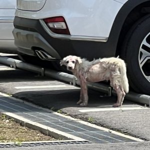 강아지 고양이 분양