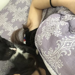 강아지 고양이 분양