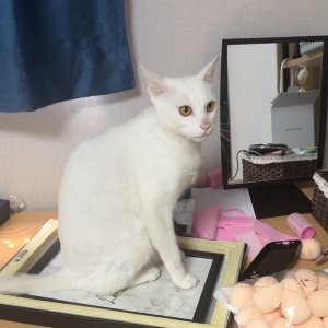 강아지 고양이 분양