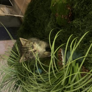 강아지 고양이 분양