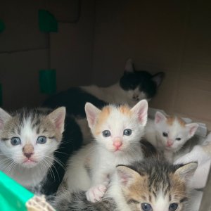 강아지 고양이 분양