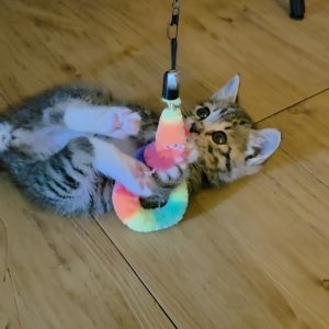 강아지 고양이 분양