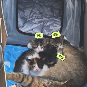 강아지 고양이 분양