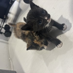 강아지 고양이 분양