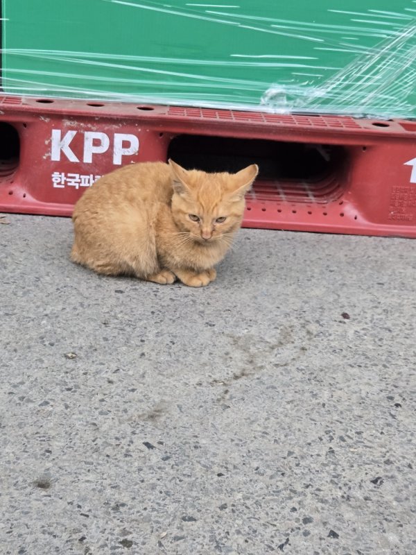 반려동물 강아지 고양이 분양