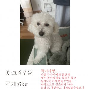 반려동물사진