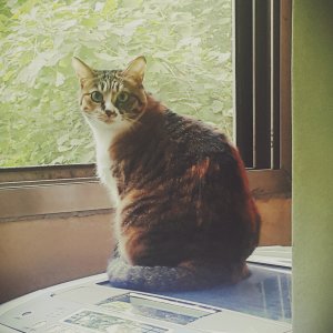고양이 실종 코리아쇼트헤어 경기도 의정부시