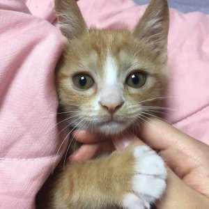 고양이 실종 기타묘종 부산광역시 해운대구