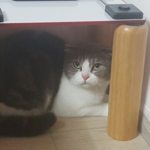 고양이를 찾습니다 스코티시폴드 서울특별시 성북구