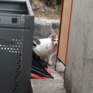 고양이 목격 기타묘종 서울특별시 성동구
