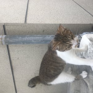 고양이 주인을 찾습니다 기타묘종 서울특별시 도봉구