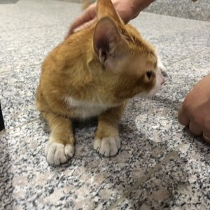 고양이 주인을 찾습니다 코리아쇼트헤어 인천광역시 부평구