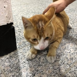 고양이 주인을 찾습니다 코리아쇼트헤어 인천광역시 부평구