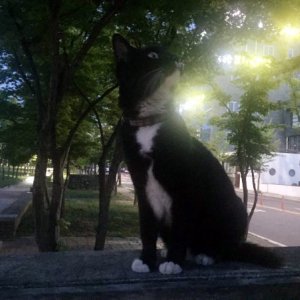 고양이 목격 기타묘종 대구광역시 동구