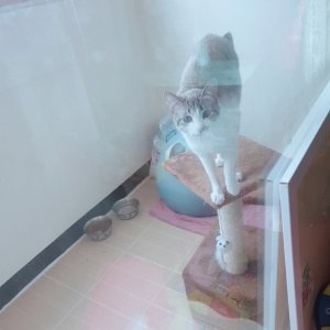 고양이 실종 기타묘종 광주광역시 서구