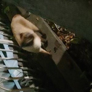 고양이 주인을 찾습니다 기타묘종 서울특별시 도봉구