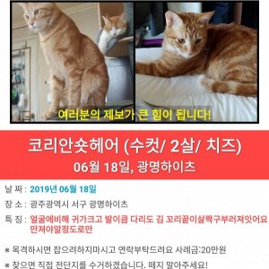 고양이를 찾습니다 코리아쇼트헤어 광주광역시 서구