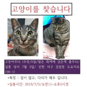 고양이를 찾습니다 코리아쇼트헤어 인천광역시 서구