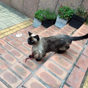 고양이 목격 샴 서울특별시 광진구