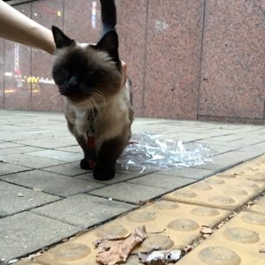 고양이 주인을 찾습니다 샴 서울특별시 광진구