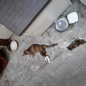 고양이 실종 코리아쇼트헤어 서울특별시 영등포구