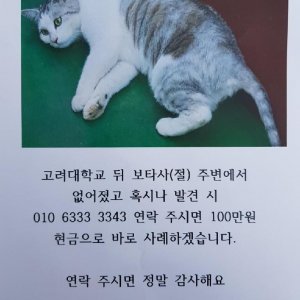 고양이를 찾습니다 믹스묘 서울특별시 성북구
