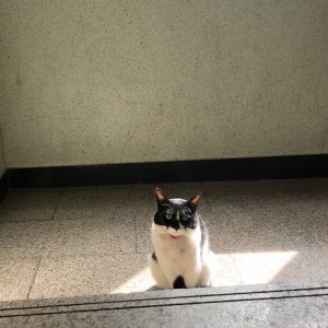 고양이를 찾습니다 기타묘종 서울특별시 강북구