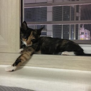 고양이를 찾습니다 코리아쇼트헤어 대전광역시 대덕구