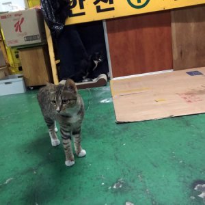 고양이를 찾습니다 코리아쇼트헤어 부산광역시 해운대구