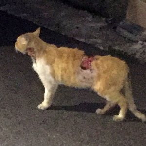 고양이 목격 기타묘종 인천광역시 동구