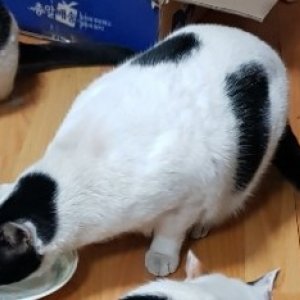 고양이 실종 코리아쇼트헤어 대전광역시 서구