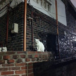 고양이 목격 기타묘종 서울특별시 종로구