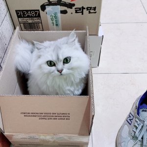 고양이를 찾습니다 기타묘종 광주광역시 광산구