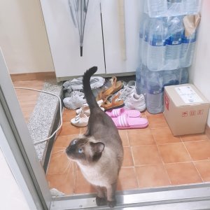 고양이를 찾습니다 샴 서울특별시 송파구