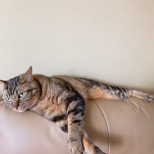 고양이 실종 아메리칸쇼트헤어 서울특별시 강동구
