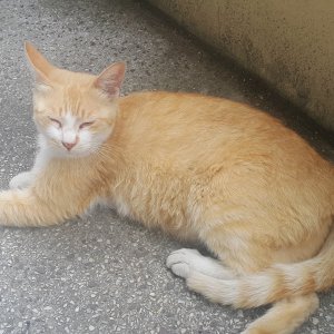 고양이를 찾습니다 코리아쇼트헤어 부산광역시 금정구