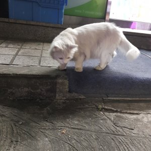 고양이 주인을 찾습니다 친칠라캣 서울특별시 송파구
