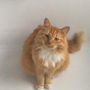 고양이 실종 기타묘종 서울특별시 용산구