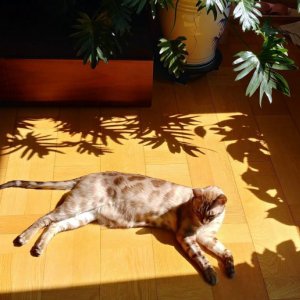 고양이를 찾습니다 벵갈캣 서울특별시 용산구