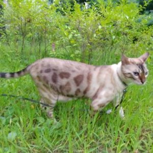 고양이를 찾습니다 벵갈캣 서울특별시 용산구