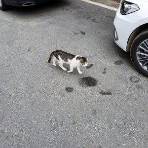 고양이 주인을 찾습니다 코리아쇼트헤어 대전광역시 서구