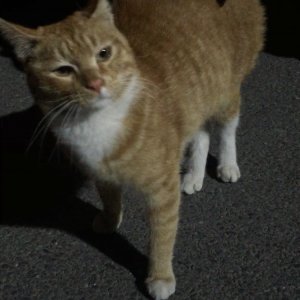 고양이 주인을 찾습니다 코리아쇼트헤어 대전광역시 중구