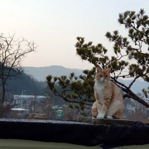 고양이를 찾습니다 기타묘종 대구광역시 동구