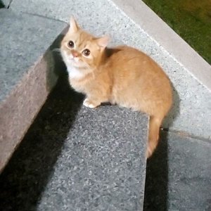 고양이 목격 먼치킨 광주광역시 광산구
