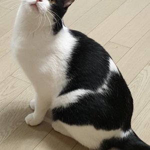고양이 실종 아메리칸쇼트헤어 서울특별시 강남구