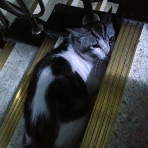 고양이 구조 기타묘종 서울특별시 성동구