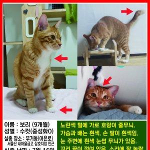 고양이를 찾습니다 코리아쇼트헤어 울산광역시 남구