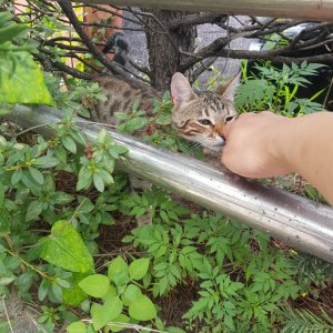 고양이 주인을 찾습니다 벵갈캣 인천광역시 서구